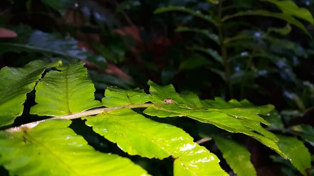View of jumping spiders (order Araneae) on wet leaves. 4k footage focus on foreground. Perfect for a mountain documentary. Araneae, phanias, Prostheclina pallida, Tutelina elegans, Colonus sylvanus.