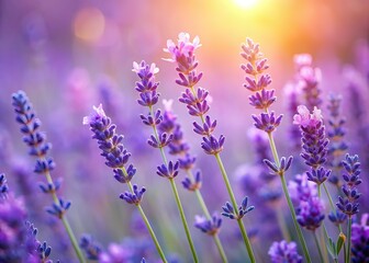 Fototapeta premium Lavender Close-Up, Soft Background, High Depth of Field