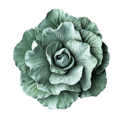 Obraz premium Fresh green cabbage on white isolate background