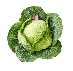 Obraz premium Fresh green cabbage with flower, white background