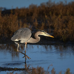 great blue heron