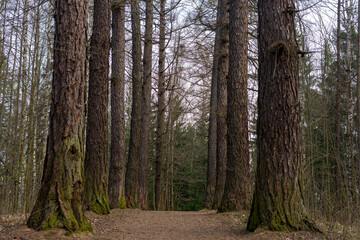Obraz premium A path through the forest, surrounded by tall trees.