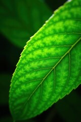 Intricate parallel veins on a bright green leaf, natural background , natural, parallel, wallpaper