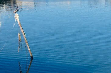 fishing on the pier