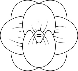 Duckweed leaf outline vector