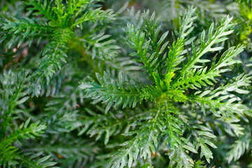 PLANTA VERDE JARDÍN CERCO VERDE PASTO GARDEN