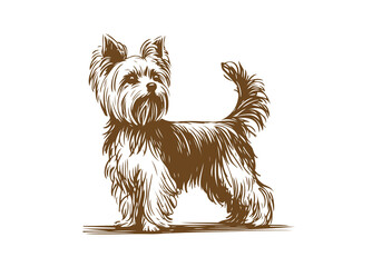  Yorkshire Terrier Dog Hand Drawn Illustration Sketch Vector Isolated by AZ for Graphic, Arts and Design