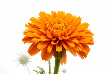 Orange flower with green stem, isolated on white background. Beautiful blossom flower for summer decoration, Spring design elements, PNG, Cut out.
