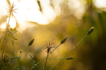 Sticky beak weeds with seeds close up