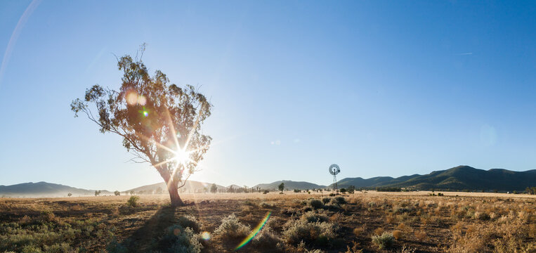Starburst lens flare through lone gum tree in farm paddock with windmill