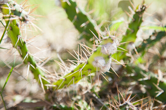 Cochineal insect biological control on tiger pear weed
