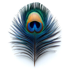 Obraz premium A majestic peacock feather isolated on white background.