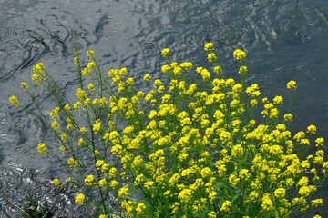 Canola flowers blooming in a stream. Spring scenery in Japan.