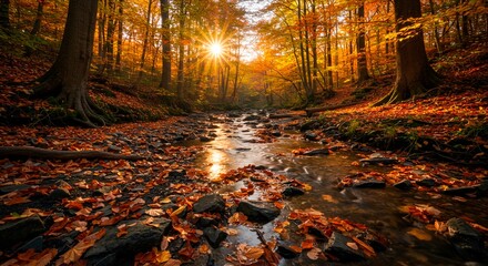Sunlight streams through autumn trees over a creek bed covered in fallen leaves and rocks in forest