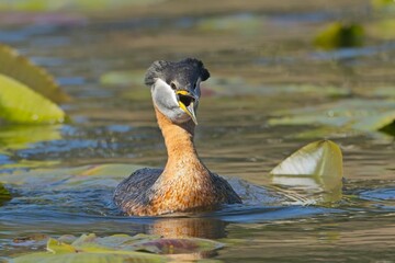 Red-necked grebe swims through lilypads