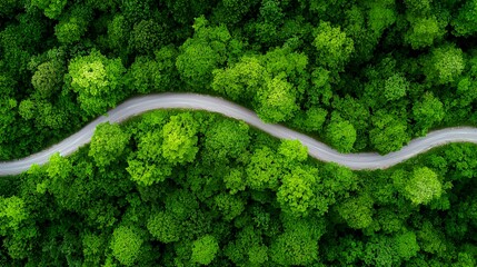 Winding road through the green forest