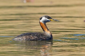   Grebe swims tall in the water.