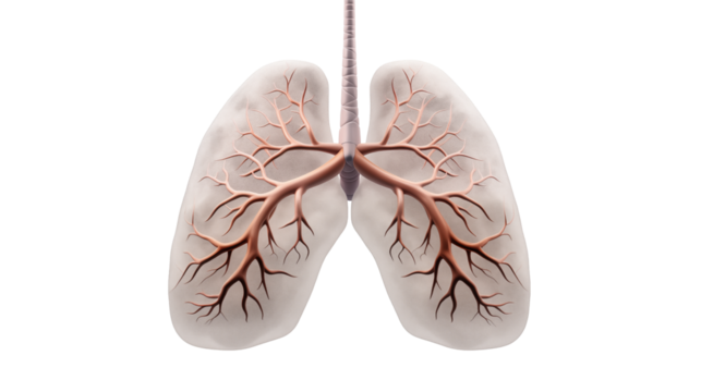 Anatomical rendering showing human lungs with trachea on black background isolated on transparent background	