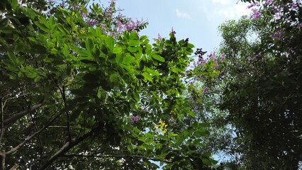 A view looking up at blooming purple crape myrtle trees surrounded by lush green leaves under a clear blue sky.