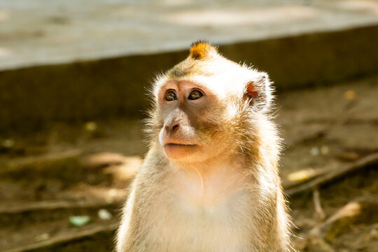 portrait of a monkey