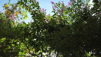 Looking up at a bright blue sky framed by blooming purple crape myrtle trees, also known as Lagerstroemia flowers.