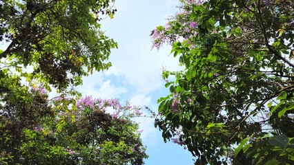 Bottom view of a bright blue sky framed by blooming purple crape myrtle trees, also known as Lagerstroemia.
