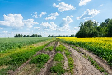 Road through agriculture field with blooming mustard plant. Agriculture field. 