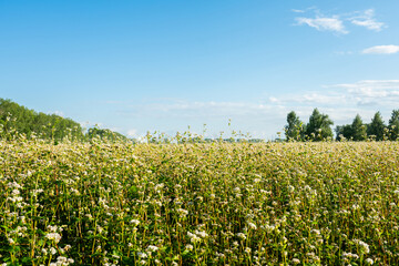 Obraz premium Blooming buckwheat plants on the field. Agriculture field.