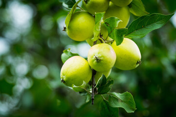 Ripe and beautiful apples on the apple tree in middle of september. Selective focus.