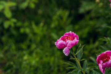 Blooming pink peony in the garden. Selective focus.