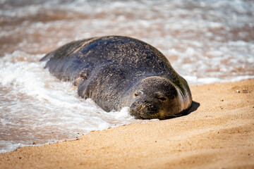 Hawaiian Monk Seal 