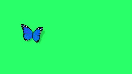 Animation blue butterfly on green screen. 