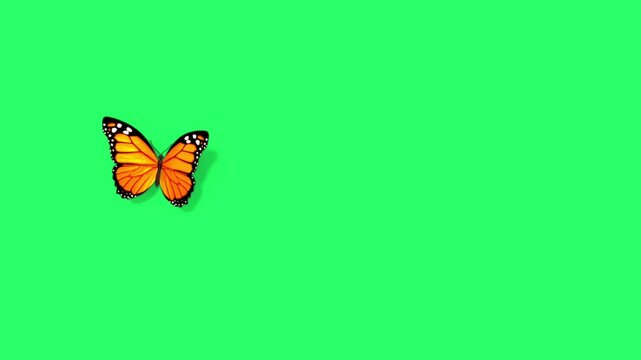 Animation orange butterfly on green screen. 