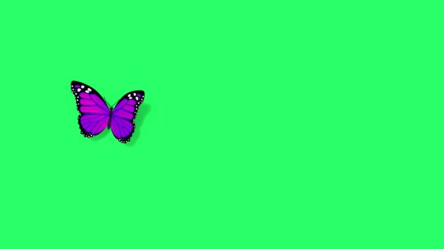 Animation purple butterfly on green screen. 