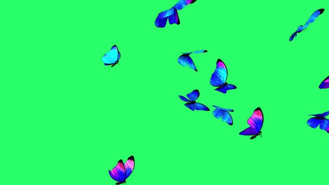 Animation blue butterfly on green screen. 