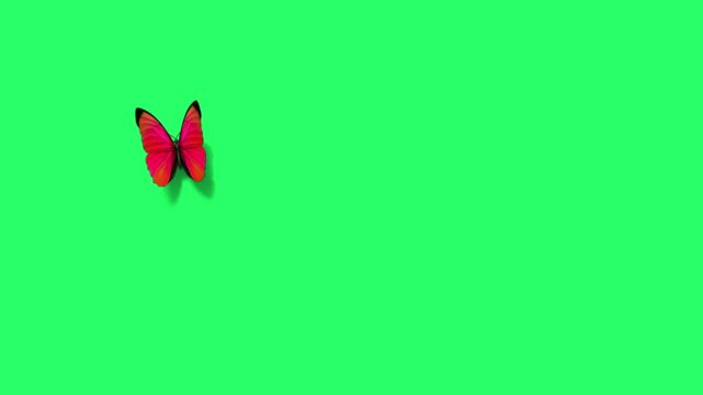 Animation red butterfly on green screen. 