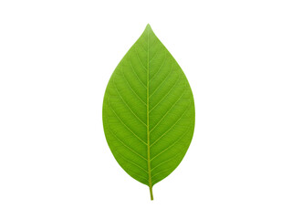 Fototapeta premium Single green leaf image png on transparent background