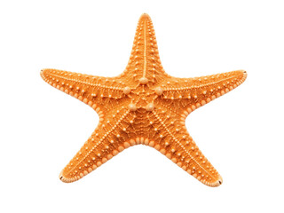 Orange starfish ocean decor png on transparent background