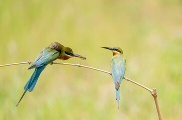 Wild bee-eater hunts flying insect, Bee-eater with insect prey