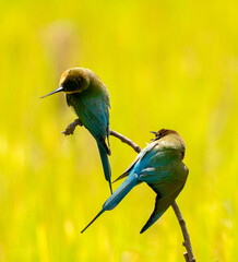 Wild bee-eater hunts flying insect, Bee-eater with insect prey