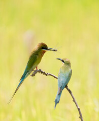 Wild bee-eater hunts flying insect, Bee-eater with insect prey