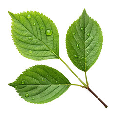 Fototapeta premium Fresh green leaves and stems isolated on a white background png
