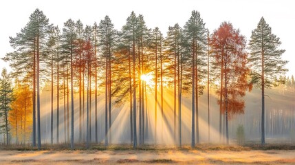 Obraz premium Enchanting Sunrise Through a Misty Forest Canopy and Serene Landscape