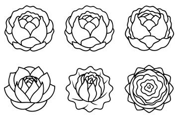 Cabbage harvest tips for a perfect garden