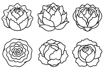 Cabbage the green leafy vegetable for health