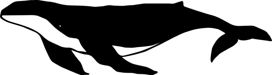 Whale 