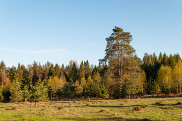 Clearing in forest, tall pine tree on the edge of a young forest, spring sunset