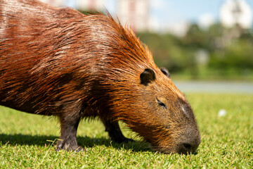 Capybaras in the park
