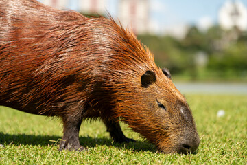 Capybaras in the park