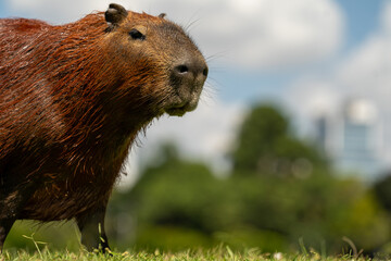 Capybaras in the park